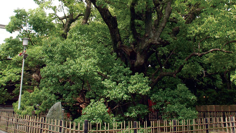 Hamamatsu Hachimangu Shrine
