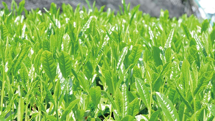 緑茶