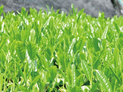 お茶