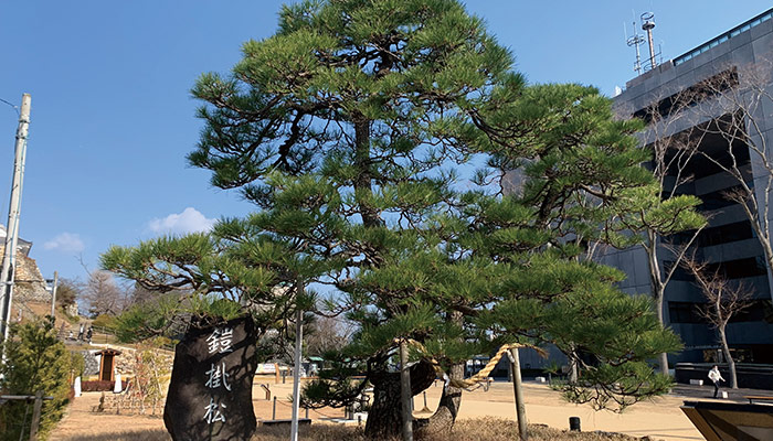 鎧掛けの松