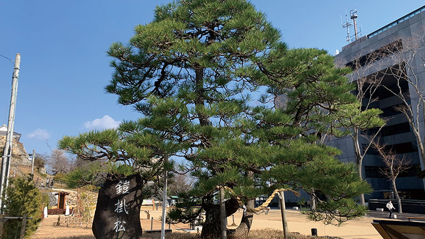 家康公鎧掛松