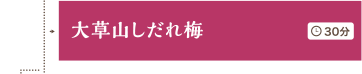 大草山しだれ梅 30分